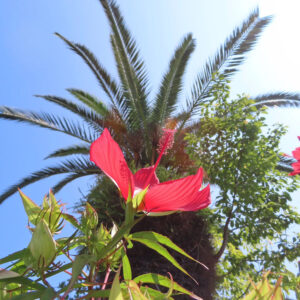 青空とヤシの木を背景に咲く真紅のモミジアオイ｜つぼみと共に上向きに伸びる夏の花