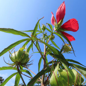 青空に向かって咲く真紅のモミジアオイと複数のつぼみ｜夏の光を受けて輝く植物のクローズアップ