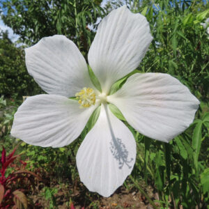 白いモミジアオイの花が青空の下で大きく開花している写真