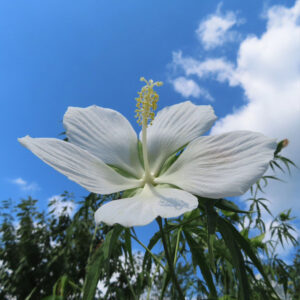青空を背景に咲く白いモミジアオイの花のアップ写真