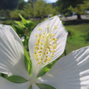 白いモミジアオイの花をクローズアップで撮影した写真。黄色い雄しべが際立つ構図