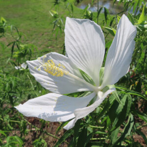 白いモミジアオイの花を背景の草地とともにアップで撮影した写真