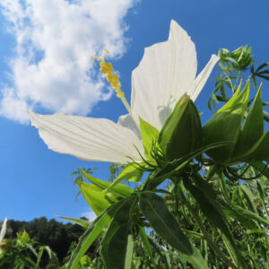 青空を背景に白いモミジアオイの花が咲く様子のクローズアップ写真