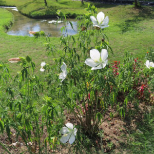 白いモミジアオイが川辺の緑地で複数咲いている様子を撮影した写真