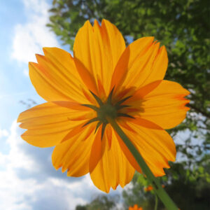キバナコスモスの花を下から見上げた写真｜青空と緑の葉を背景に透ける鮮やかなオレンジ色の花びら