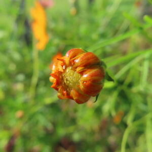 キバナコスモスのつぼみをクローズアップで撮影した写真｜オレンジ色の花びらが開きかけた姿と緑の背景