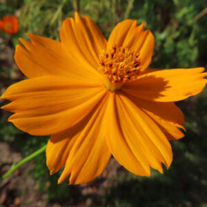 キバナコスモスの花をクローズアップで撮影した写真｜鮮やかなオレンジ色の花びらと中央の黄色い雄しべ