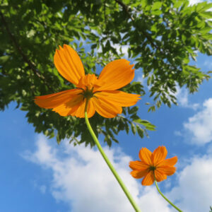 キバナコスモスを下から見上げて撮影した写真｜青空と木の葉を背景に咲くオレンジ色の花