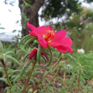 背景の木々とともに横から撮影された赤いマツバボタンの花