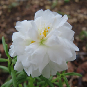 白いマツバボタンの花を斜め上からとらえた柔らかな写真