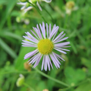緑の草原に咲く複数のヒメジョオンの花（自然光で明るい印象）