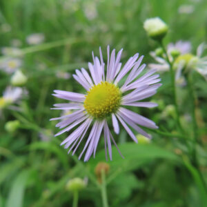 背景をぼかして中央に捉えたヒメジョオンの一輪（花芯と花弁がくっきり）