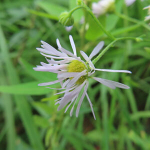 咲き始めたヒメジョオンの花を斜めから撮影した写真