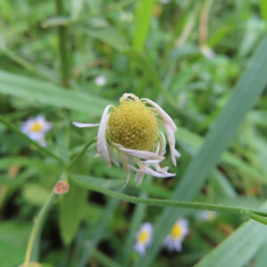 花弁が枯れかけたヒメジョオンの花を接写した写真