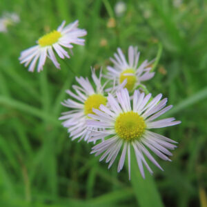 緑の草むらに咲くヒメジョオンの花のクローズアップ写真