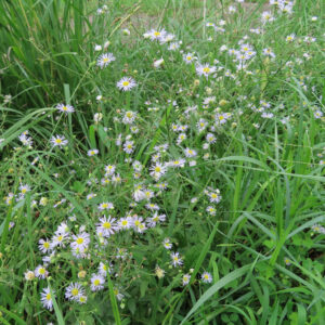 夏の草むらに咲き誇るヒメジョオンの群生写真