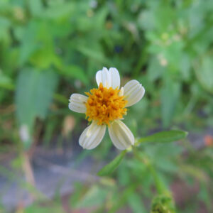 コシロノセンダングサの花を正面から撮影した写真｜白い舌状花が十字状に開き、中央に黄色い筒状花が集まる小さな花を緑の草むら背景で捉えた自然光の接写構図