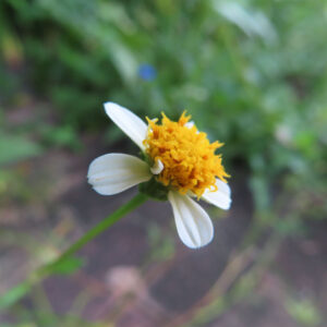 コシロノセンダングサの花を斜め横から撮影した写真｜白い舌状花が数枚広がり、中央の黄色い筒状花が立体的に見える小花を背景ぼけの中で捉えた自然光の接写構図