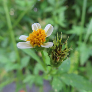 コシロノセンダングサの花とつぼみを並べて撮影した写真｜白い舌状花と黄色い筒状花が咲く花と、右側に緑色の未開花のつぼみが並ぶ自然光の接写構図