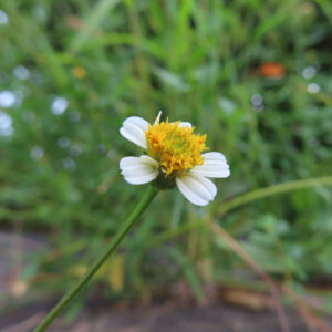 コシロノセンダングサの花を接写した写真｜細い茎の先に咲く小さな白い舌状花と黄色い花芯を、緑の草むらを背景にやわらかくぼかして捉えた構図