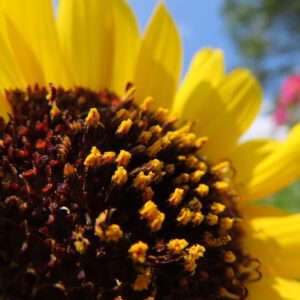 ミニヒマワリの花粉が密集する中心部のマクロ写真