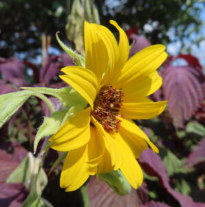横顔から花芯が見えるミニヒマワリの鮮明な写真