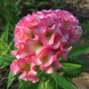 ケイトウの花の写真｜鮮やかなピンクと白の鶏冠状の花が庭で咲く様子