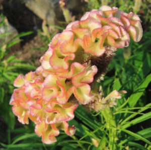 ケイトウの花の写真｜黄色とピンクの縁取りが美しい鶏冠状の花が庭に咲く様子