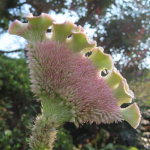 ケイトウの鶏冠状の花が三角形に広がる接写写真｜ピンクの小花と黄緑色の縁取りが特徴