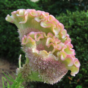 淡いピンクと黄緑色の花弁が波打つように広がるケイトウを横から撮影した写真