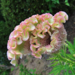 ピンクと黄緑のグラデーションが美しいケイトウの花を横から撮影した写真