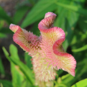 ピンクと黄緑の色合いが美しいケイトウの花を接写した写真