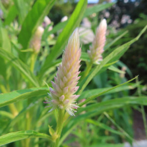 畑で育つ淡いピンク色の円錐状のケイトウの花穂をクローズアップ撮影した写真