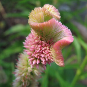 淡いピンクと黄緑色の花弁が特徴的なケイトウを接写した写真