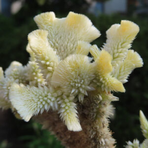 淡い黄色と白の花弁が密集して咲くケイトウを接写した写真