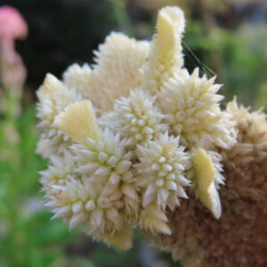 白から淡い黄色に色づく小さな花が集まったケイトウの花を接写した写真