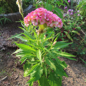 畑で育つピンクとクリーム色の花を咲かせたケイトウを全体で撮影した写真
