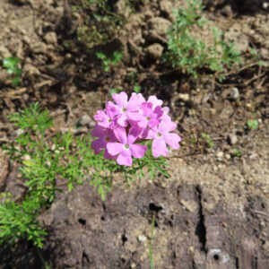 日本で土を背景に単独で咲くピンクのバーベナ花房