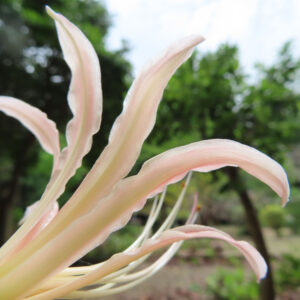 淡いピンク色のヒガンバナの花弁を接写した写真