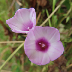 日本で秋にホシアサガオ（星朝顔）が淡いピンクと紫の花を2輪並べて咲かせている写真