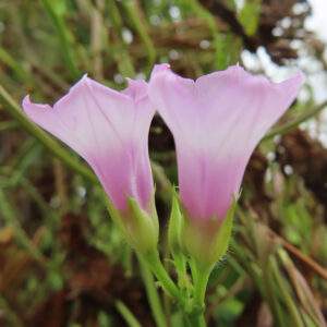日本で秋にホシアサガオ（星朝顔）が淡いピンク色の花を2輪並べて咲かせている写真
