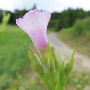 日本で秋にホシアサガオ（星朝顔）の淡いピンクの花が田園の道沿いに咲いている写真