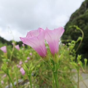 日本で秋にホシアサガオ（星朝顔）が淡いピンクの花を2輪並べて咲かせている写真