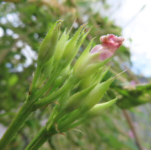 日本で秋にホシアサガオ（星朝顔）の蕾がいくつも伸び、一つの花が淡いピンク色で開きかけている写真