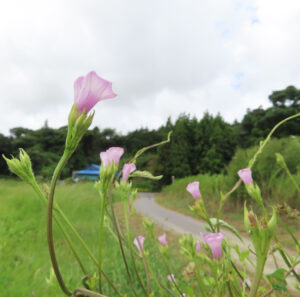 日本の田舎道沿いでホシアサガオ（星朝顔）が淡い紫色の花を咲かせている風景