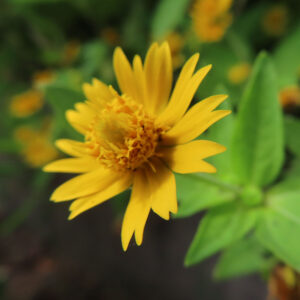 メランポジウムの花を浅いピントで撮影した写真｜鮮やかな黄色の花びらが際立つボケ味のある背景構図