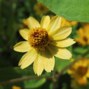 メランポジウムの黄色い花を接写した写真｜キク科の小さな夏の花