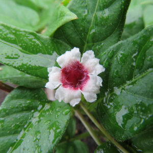雨に濡れたサオトメカズラの花を接写した写真、白い花びらと赤紫の中心が鮮やかに映える