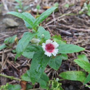 サオトメカズラの花を横から撮影した写真、筒状の赤紫色の花と白い花弁、周囲に若い蕾と緑の葉が見える