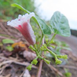 サオトメカズラの花を撮影した無料写真素材
